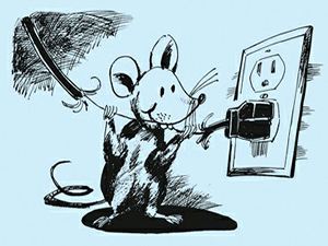 電纜鼠害